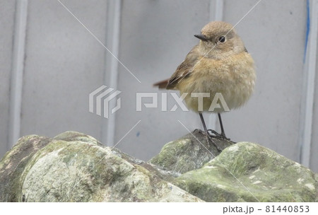 ジョウビタキ（鳥） 81440853
