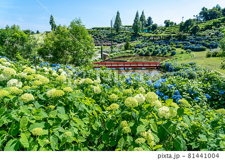 三重県津市 かざはやの里の白い紫陽花 アナベルの咲く丘 三重県津市 かざはやの里の白い紫陽花 アナベルの咲く丘 81441004