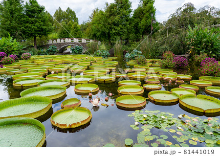 滋賀県草津市　水生植物公園みずの森のウォーターガーデン花影の池 81441019