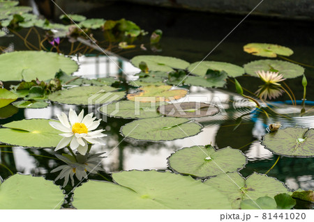 滋賀県草津市 水生植物公園みずの森の温室ロータス館の池に浮かぶ白い水蓮の花の写真素材