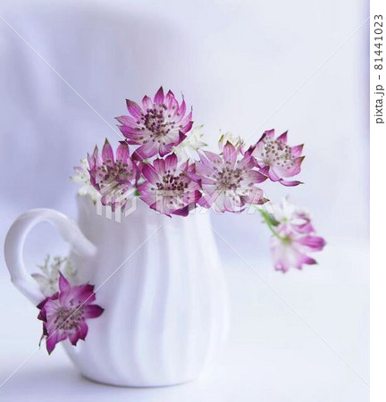 魅力的なアストラティア花のインテリア 81441023