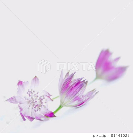 魅力的なアストラティア花 魅力的なアストラティア花 81441025
