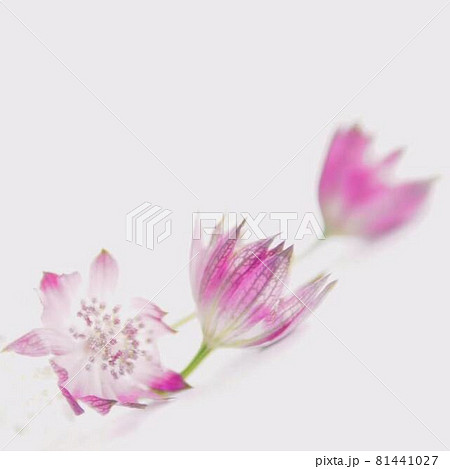 魅力的なアストラティア花 81441027