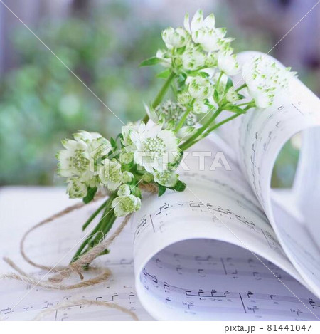 アストラティアの花束と楽譜 81441047