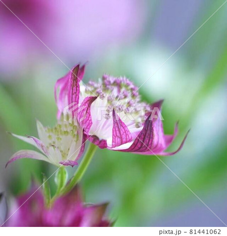 凛としたアストラティアの花の写真素材