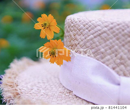 麦わら帽子とコスモスの花 麦わら帽子とコスモスの花 81441104