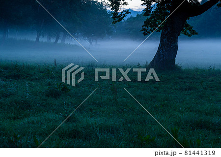 カヤノ平の霧 カヤノ平の霧 81441319
