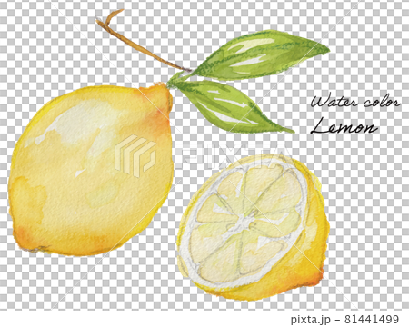 水彩イラストのレモン 81441499