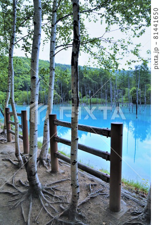 美瑛白金青い池（北海道美瑛町） 81441650