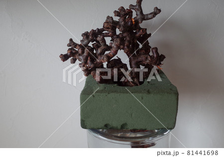 ペラルゴニウム・ミラビレの発根管理（水耕） 81441698