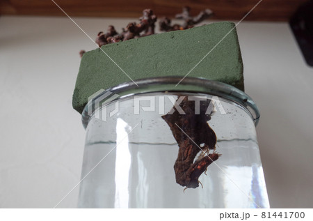 ペラルゴニウム・ミラビレの発根管理（水耕） 81441700