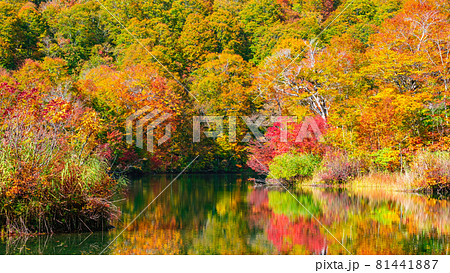 鎌池の紅葉 鎌池の紅葉 81441887