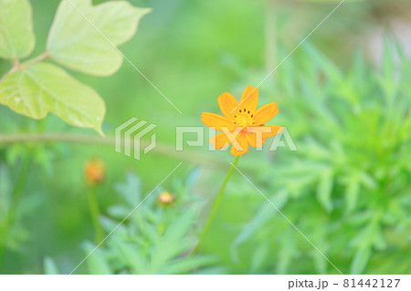 キバナコスモスの花 キバナコスモスの花 81442127