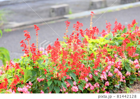 サルビア　スプレンデンスの花 81442128