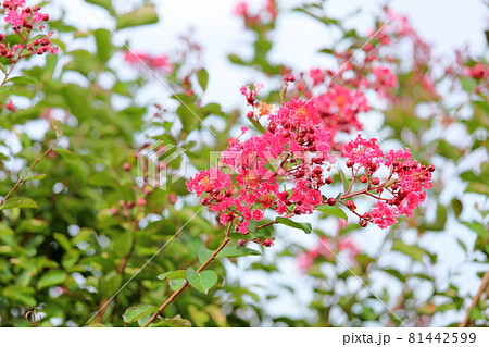 サルスベリの花 サルスベリの花 81442599