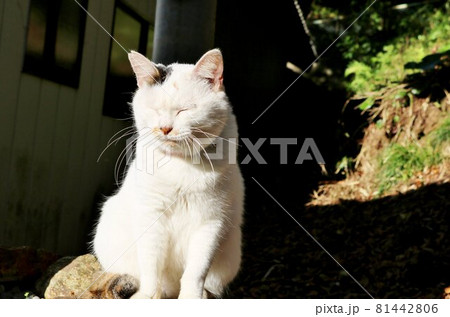 陽ざしを浴びてとても眩しい猫 三毛白 秋の日 陽ざしを浴びてとても眩しい猫 三毛白 秋の日 81442806