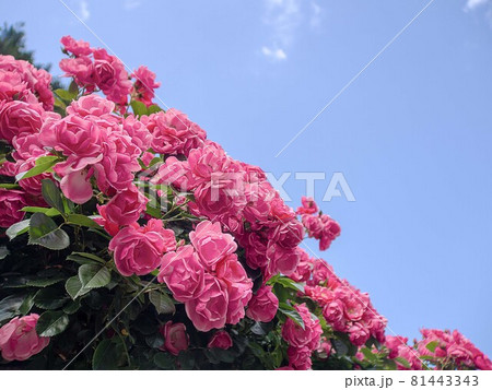 春のバラ園に咲く赤いバラ 81443343