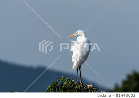 サクラの樹上で休むシラサギ サクラの樹上で休むシラサギ 81443602