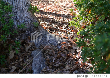 公園のひっそりとした雰囲気 公園のひっそりとした雰囲気 81444274