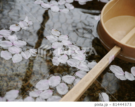 花 フラワー お花 81444373