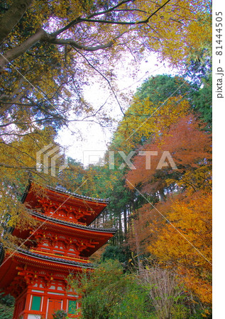 岩船寺三重塔(京都府木津川市) 岩船寺三重塔(京都府木津川市) 81444505