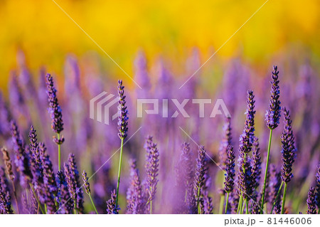 夏の満開のラベンダーとひまわり 夏の満開のラベンダーとひまわり 81446006