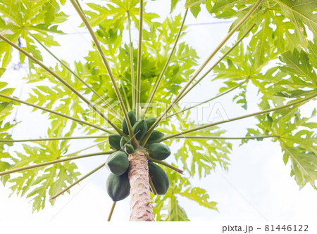 パパイヤの木 81446122