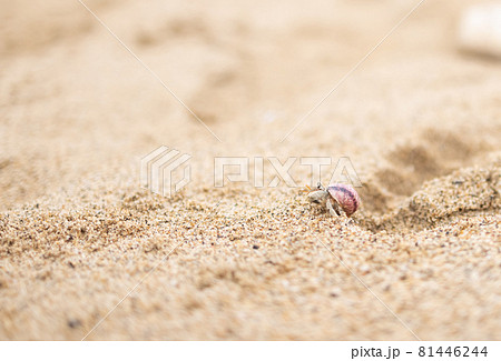 砂浜を歩く小さなヤドカリ 81446244