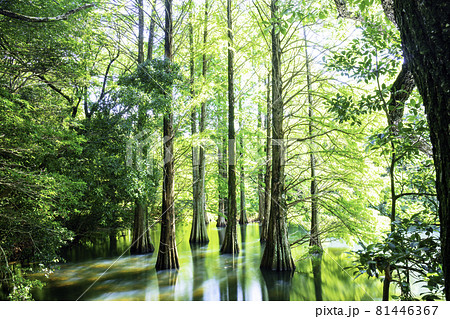 幻想的な落羽松の森（福岡県糟屋郡篠栗町 篠栗九大の森） 81446367
