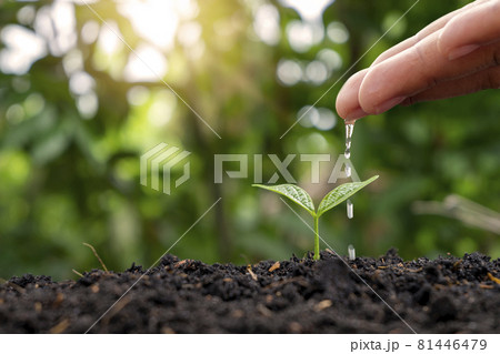 Farmers are watering small plants by hand with the concept of World Environment Day. 81446479