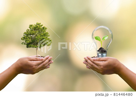 human hand planted trees and small trees growing in light bulbs on human hands to conserve earth day environmental conservation concept human hand planted trees and small trees growing in light bulbs on human hands to conserve earth day environmental conservation concept 81446480
