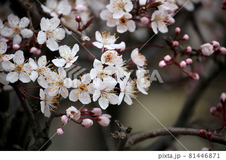 ベニバスモモの花 81446871