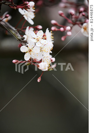 ベニバスモモの花 ベニバスモモの花 81446875