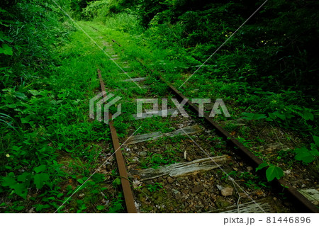 森の中の廃線 81446896
