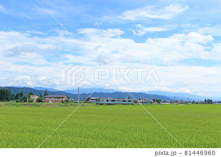 夏の大糸線　田園を行く普通列車 81446960