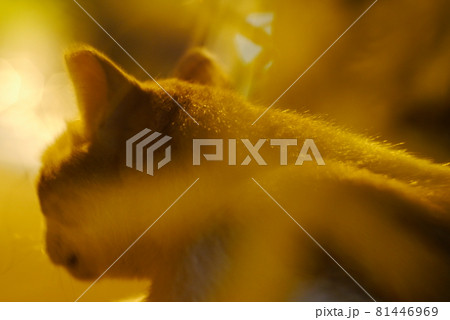 猫 ねこ ネコ 81446969