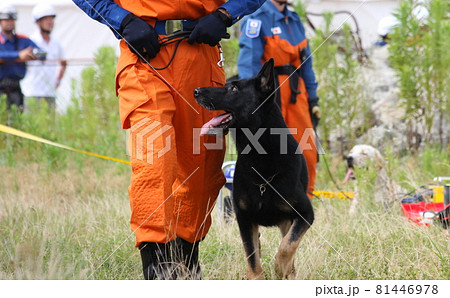 ハンドラーに寄り添う救助犬(2011年兵庫県広域防災センター) ハンドラーに寄り添う救助犬(2011年兵庫県広域防災センター) 81446978