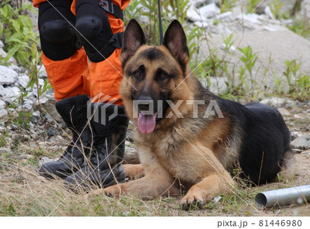 ハンドラーの足元で、待機中の救助犬(2011年兵庫県広域防災センター) ハンドラーの足元で、待機中の救助犬(2011年兵庫県広域防災センター) 81446980