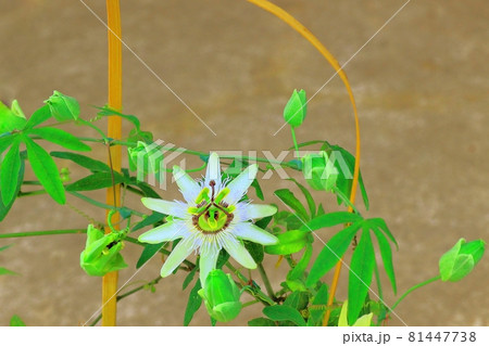 トケイ草の花 トケイ草の花 81447738