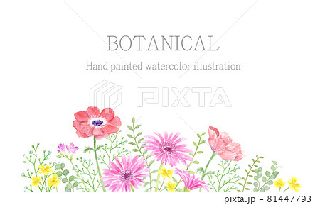 水彩で描く花　アネモネとガーベラ 81447793