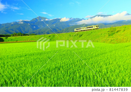 JR小海線 小淵沢大カーブ 81447839