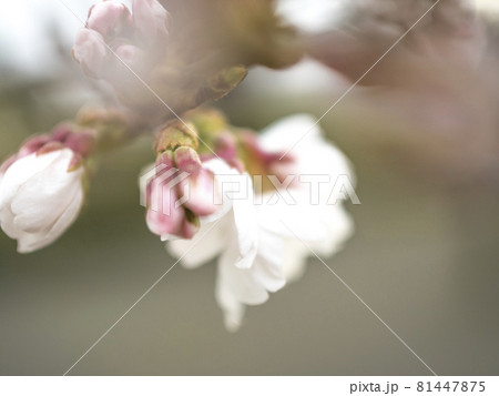 桜の薄紅色の世界【花・植物】 桜の薄紅色の世界【花・植物】 81447875