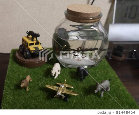小さなエビの水槽と動物のミニチュアなど 小さなエビの水槽と動物のミニチュアなど 81448454