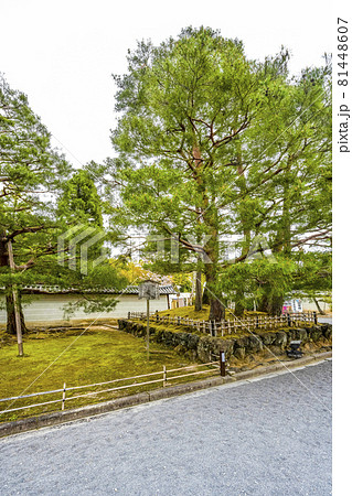 春の総本山仁和寺 済信塚 春の総本山仁和寺 済信塚 81448607