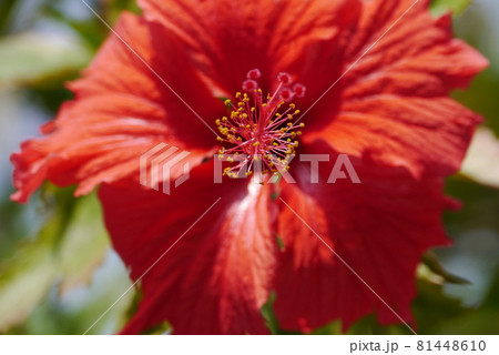 花 フラワー お花 81448610