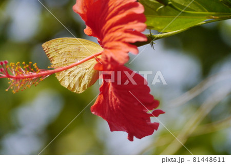 花 フラワー お花 81448611