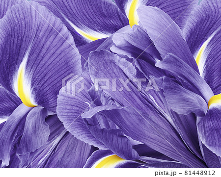 Floral purple beautiful background.  Flower composition.  flowers irises  closeup. Nature. 81448912