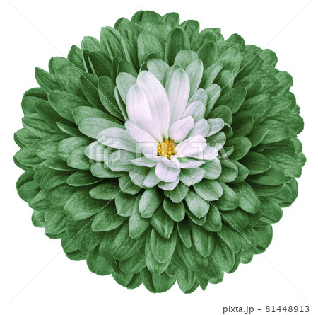 green flower chrysanthemum on white isolated background. Closeup. Nature. green flower chrysanthemum on white isolated background. Closeup. Nature. 81448913