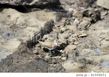 イソシギ イソシギ 81449051