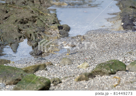 コチドリ 81449273